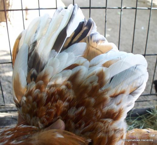 18946_mfc_cockerel_97_breeder_hens_14_16_003.jpg