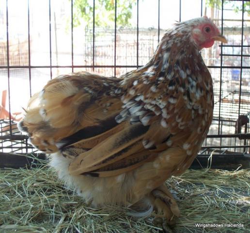 18946_mfc_cockerel_97_breeder_hens_14_16_008.jpg