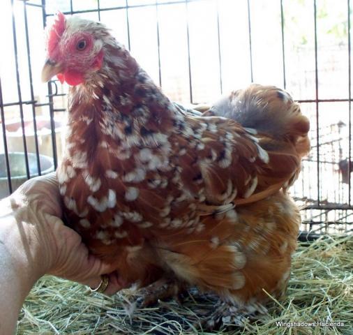 18946_mfc_cockerel_97_breeder_hens_14_16_013.jpg