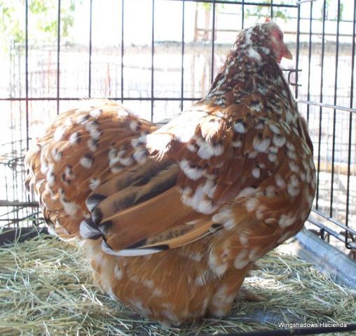 18946_mfc_cockerel_97_breeder_hens_14_16_015.jpg