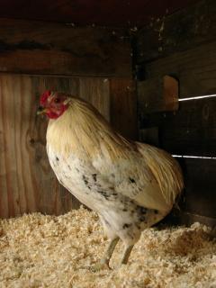 19098_araucana_01-07-2010_040.jpg