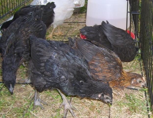 19548_new_chickens_007.jpg