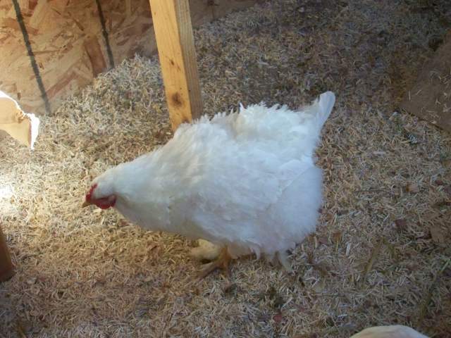 20382_chicken_020.jpg