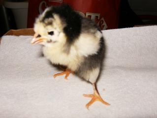 Various Breeds Of Chicks For Sale Houston Tx Backyard Chickens