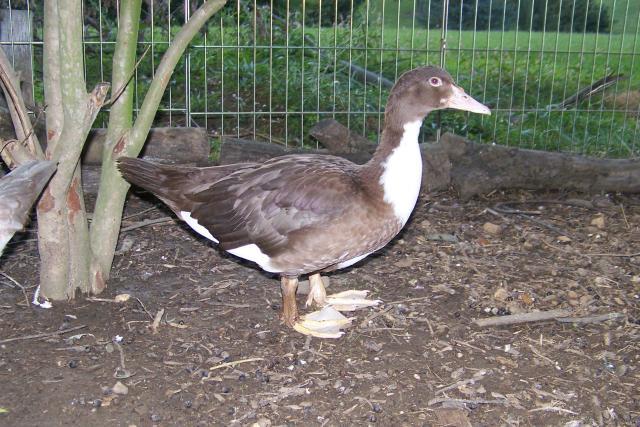 20890_muscovy_cp.jpg