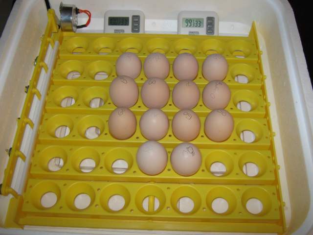 21004_eggs_in_incubator.jpg