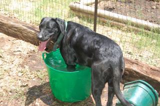 22179_front_bucket.jpg