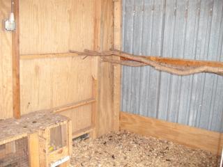 22249_roost_nest.jpg