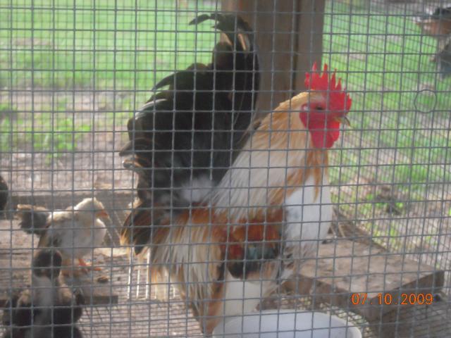 Serama Sale In Ga Pics Backyard Chickens