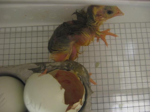 23079_araucana_hatch_821_233.jpg