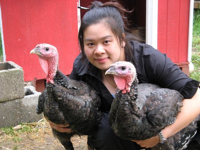 230_3_month_old_turkeys.jpg