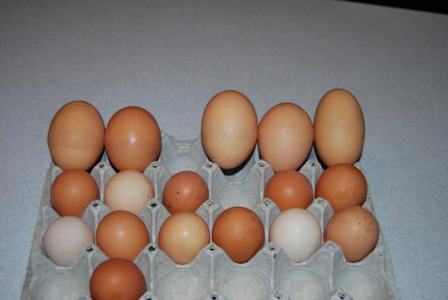 2328_eggs_006.jpg