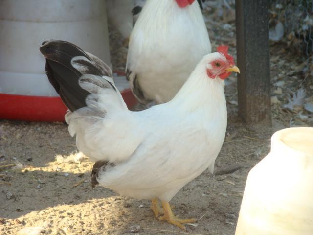 23845_btw_japanese_hen.jpg