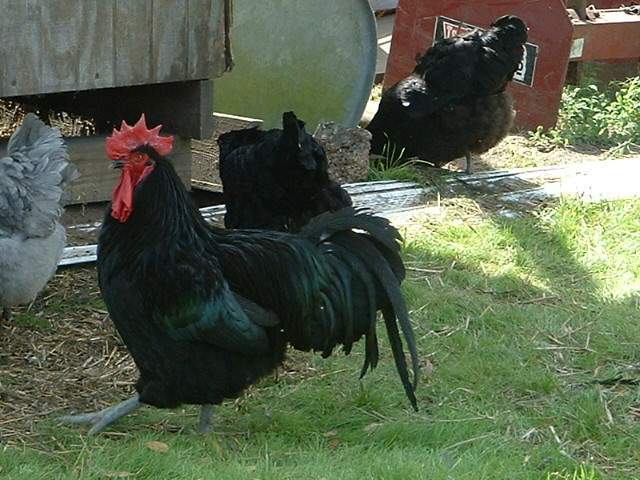 23865_rooster_black_orpington.jpg