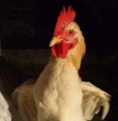 23878_06-thechicken.jpg