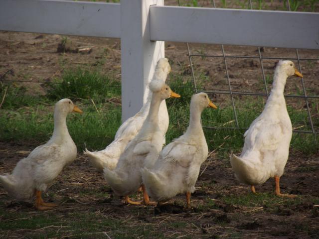 What Gender Are My Pekin Ducklings BackYard Chickens