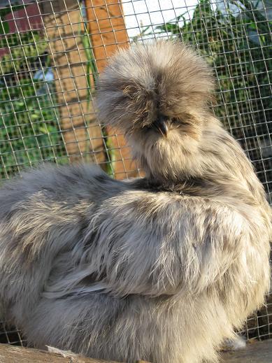 8+ Porcelain,Blue,Splash SILKIES & Mille Fleur,Mottled,Frizzle COCHINS