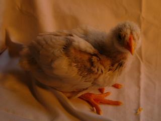 25649_baby_chicken_photos_024.jpg