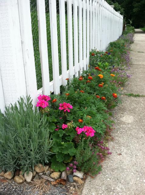 25976_upright_front_thyme_garden_hedge.jpg