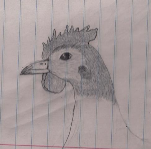 26999_chickensketchfail0001.jpg