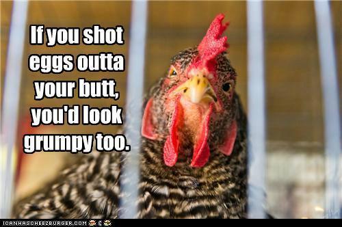 27390_funny-pictures-if-you-shot-eggs-outta-your-butt-youd-look-grumpy-too.jpg