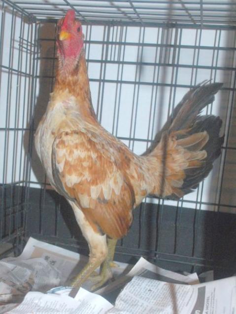 27939_hen_feather_oeg_cock.jpg