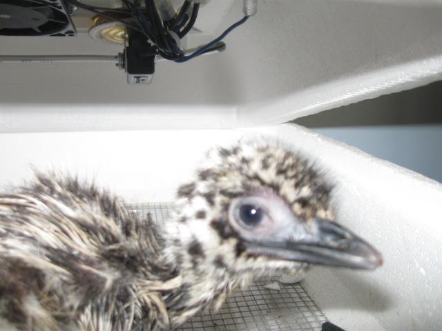 28000_emu_pics_031.jpg