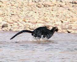 28008_running_jaguarundi.jpg