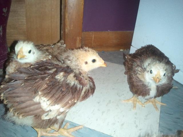 28169_buckeye_chicks.jpg