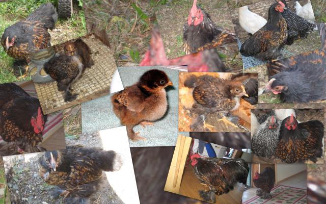 28795_2009-05-13_my_chickens.jpg