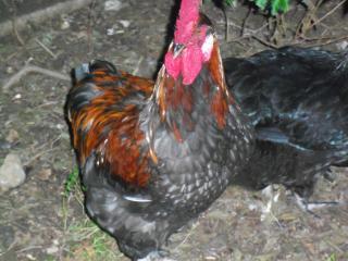 29097_chickens_002.jpg