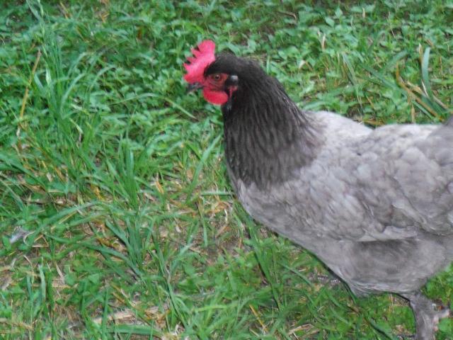 29097_chickens_005.jpg