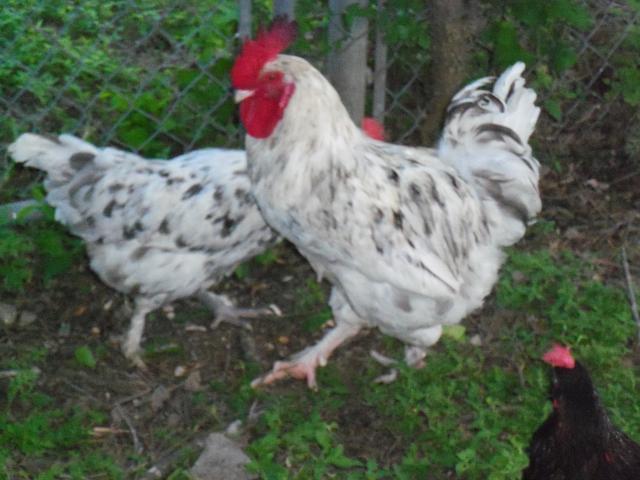 29097_chickens_006.jpg