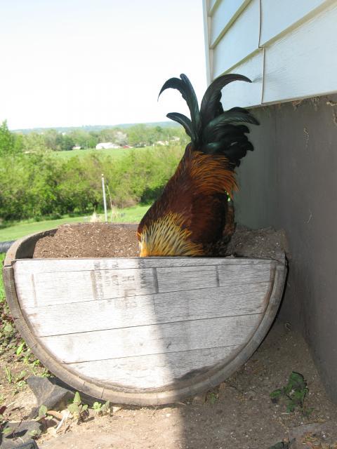 29831_rooster_chicken016.jpg