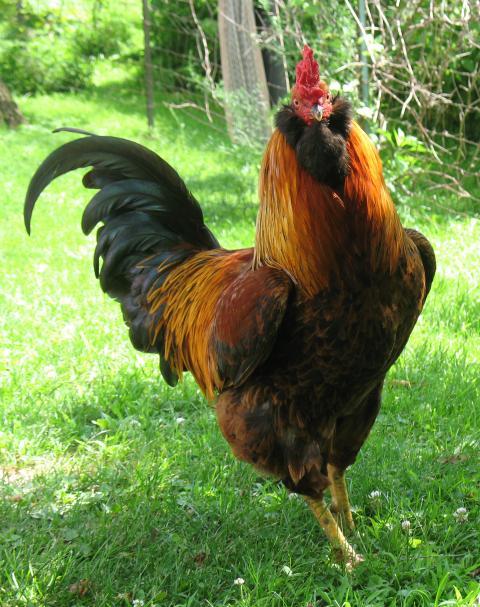 29831_rooster_chicken_2002_edited.jpg