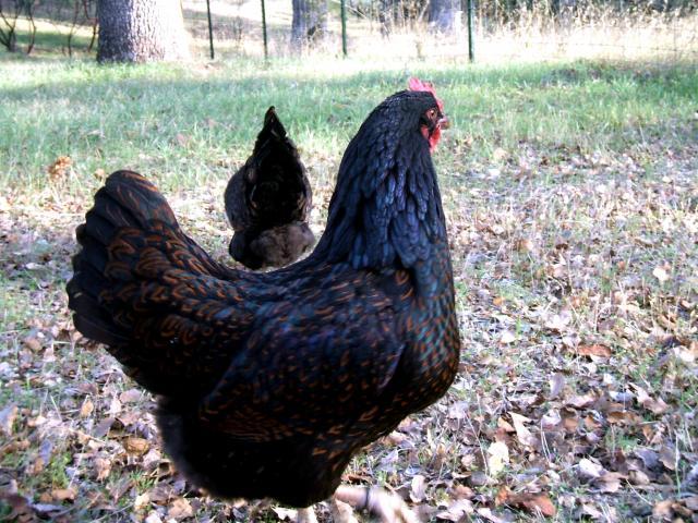 30473_barnevelder_pullet_11.jpg