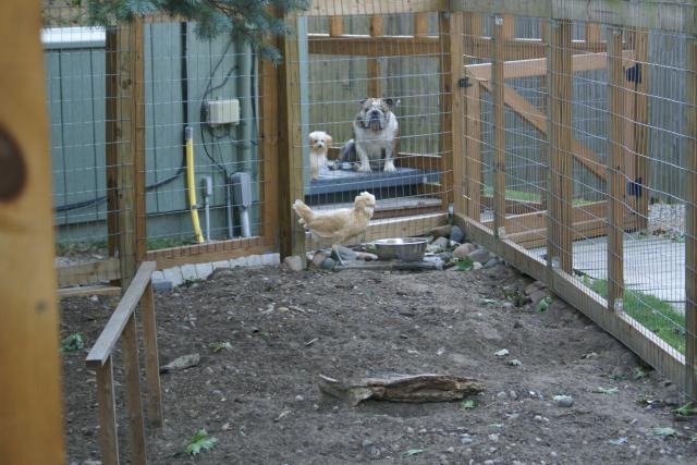 30659_yard_and_pets_and_fence_008.jpg