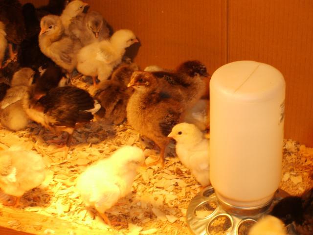 31282_11-13-09_chicks_growing_024.jpg