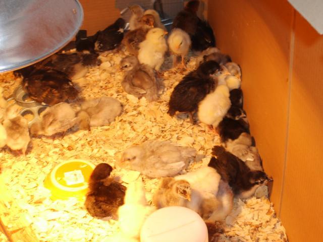 31282_11-13-09_chicks_growing_028.jpg