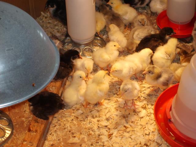 31282_11-13-09_chicks_growing_039.jpg