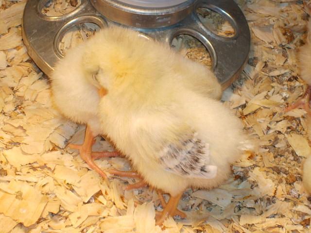 31282_11-13-09_chicks_growing_049.jpg