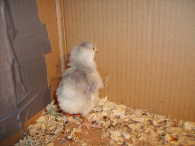 31282_chicks_11-16-09_age_2_weeks_002.jpg