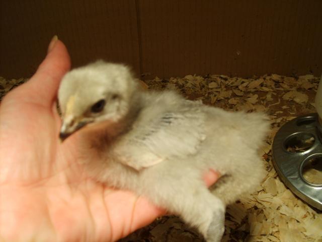 31282_chicks_11-16-09_age_2_weeks_007.jpg