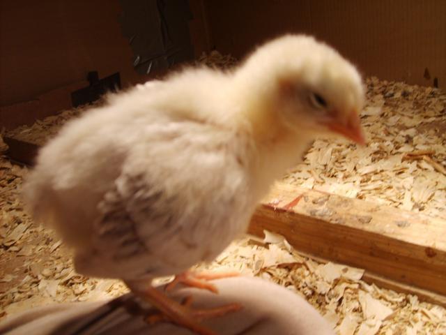 31282_chicks_11-16-09_age_2_weeks_015.jpg