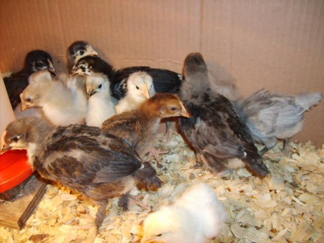 31282_chicks_11-16-09_age_2_weeks_027.jpg