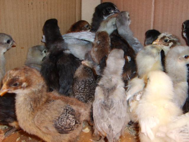 31282_chicks_11-16-09_age_2_weeks_035.jpg