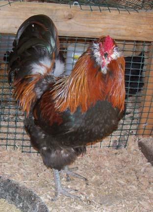 31758_americana_rooster.jpg