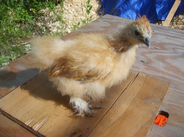 31861_silkies_and_dutch_001.jpg