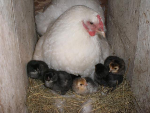 31919_chickens_107.jpg