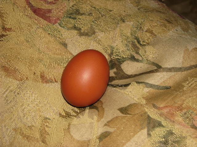 32271_first_egg.jpg